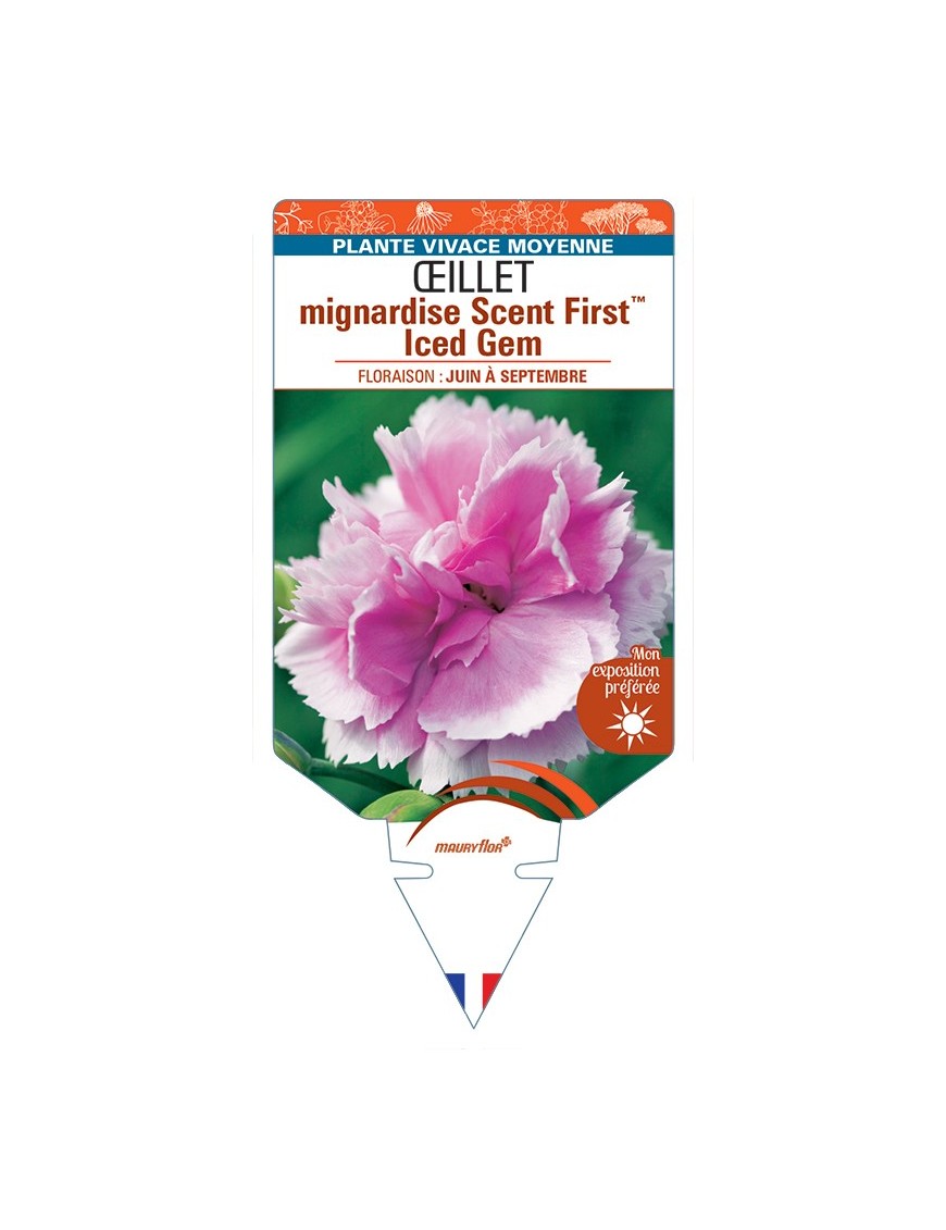 DIANTHUS plumarius Scent FirstTM Iced Gem voir Œillet mignardise