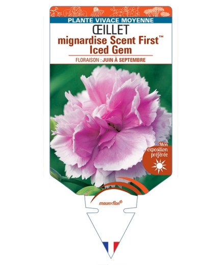 DIANTHUS plumarius Scent FirstTM Iced Gem voir Œillet mignardise