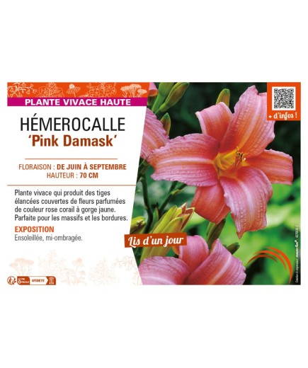 HEMEROCALLIS Pink Damask