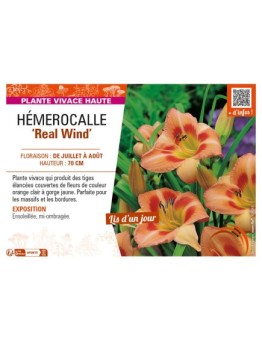 HEMEROCALLIS Real Wind