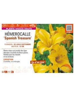 HEMEROCALLIS Spanish Treasure