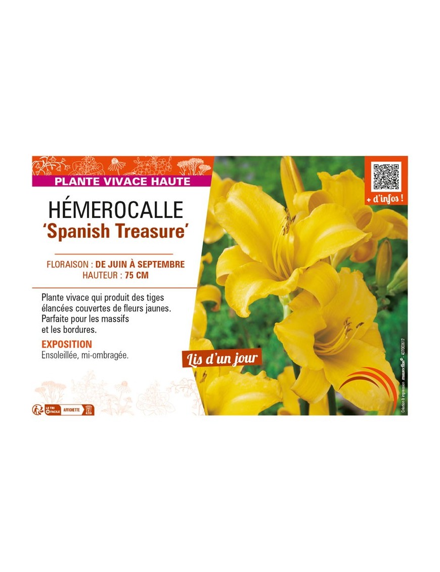 HEMEROCALLIS Spanish Treasure