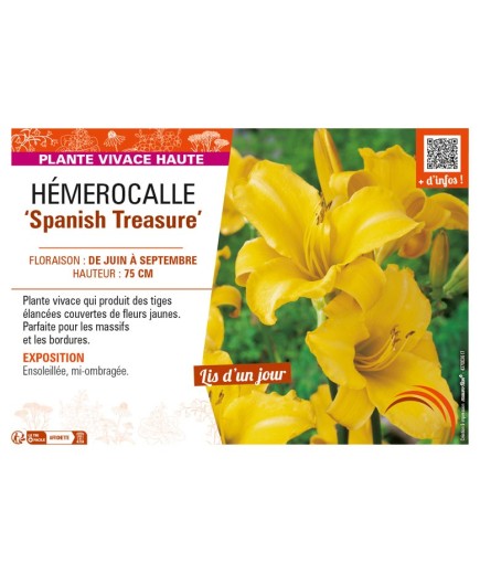 HEMEROCALLIS Spanish Treasure
