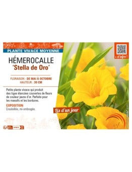 HEMEROCALLIS Stella de Oro