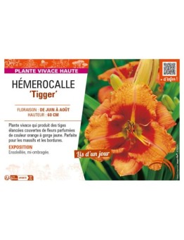 HEMEROCALLIS Tigger