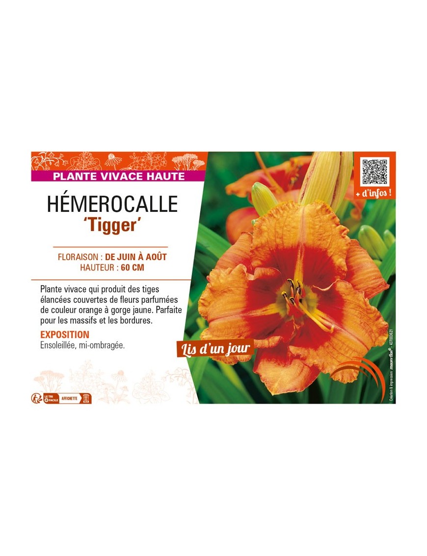 HEMEROCALLIS Tigger