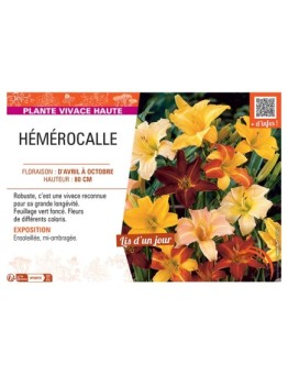 HEMEROCALLIS VARIE