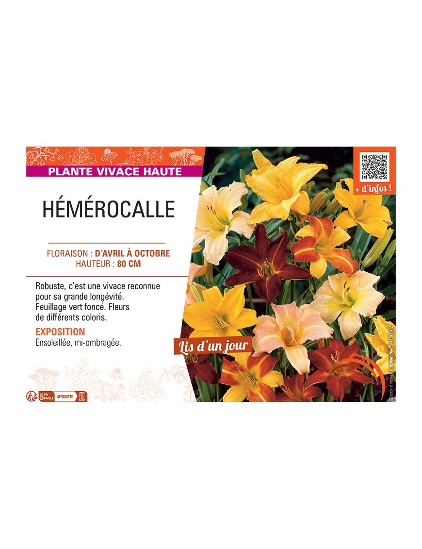 HEMEROCALLIS VARIE