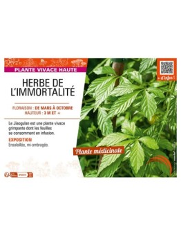 HERBE DE L’IMMORTALITÉ