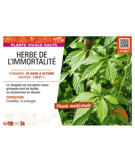 HERBE DE L’IMMORTALITÉ