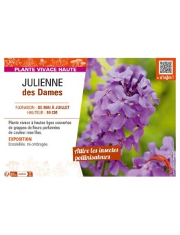 HESPERIS matronalis voir JULIENNE des Dames