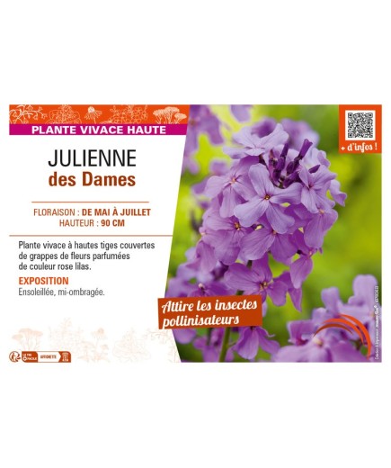 HESPERIS matronalis voir JULIENNE des Dames
