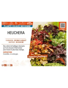 HEUCHERA