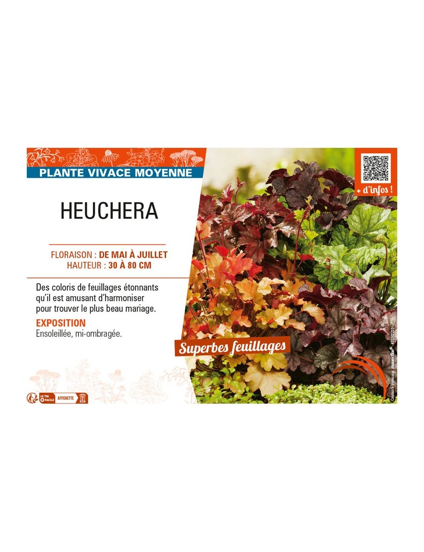 HEUCHERA
