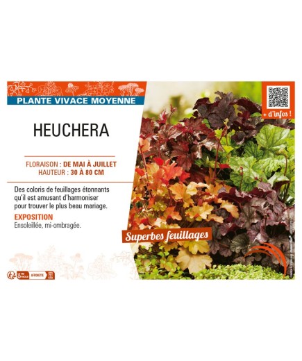 HEUCHERA