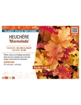 HEUCHERA (micrantha) Marmalade