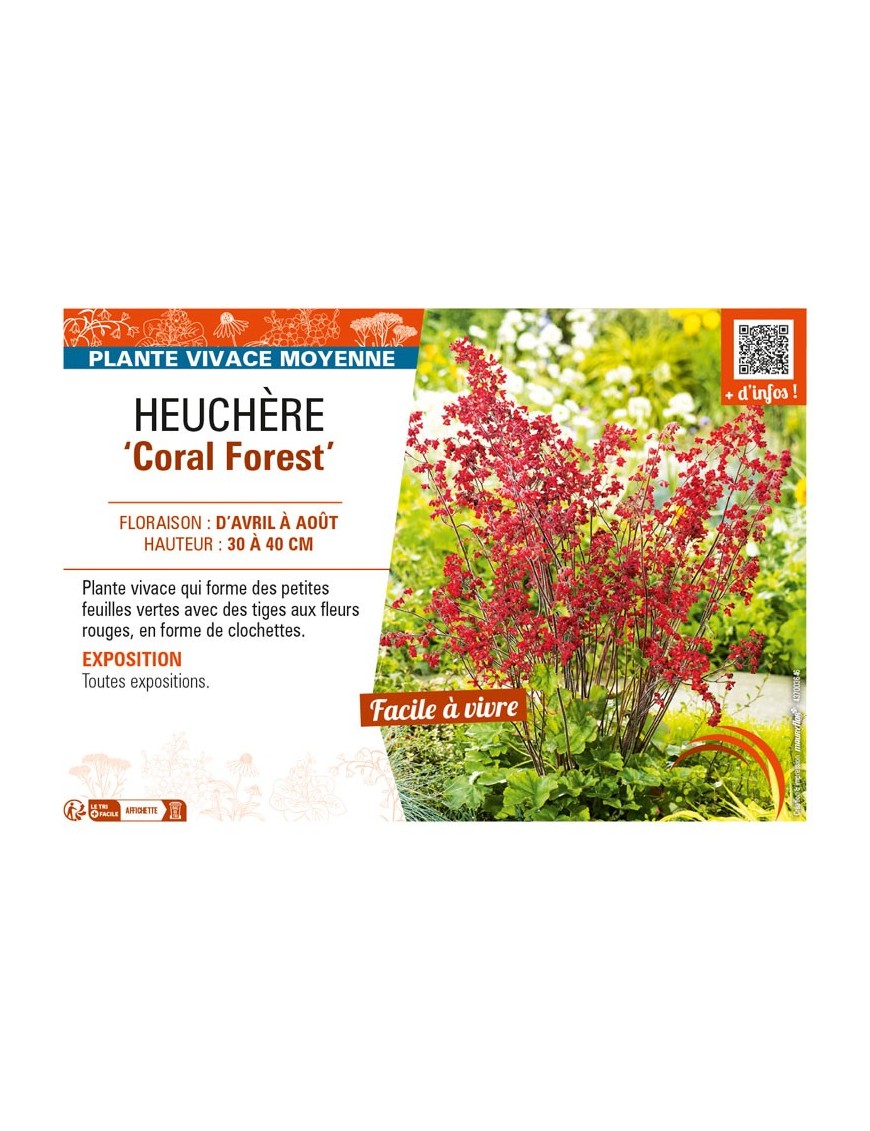 HEUCHERA (sanguinea) Coral Forest