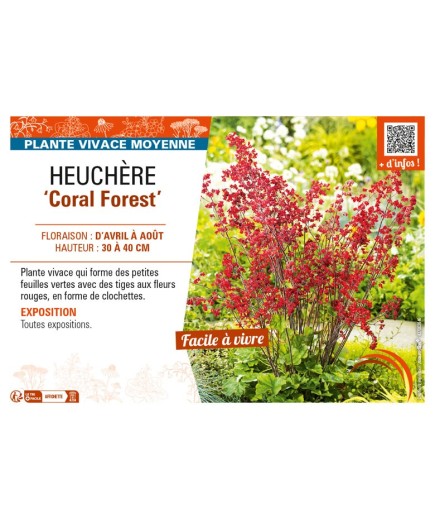 HEUCHERA (sanguinea) Coral Forest