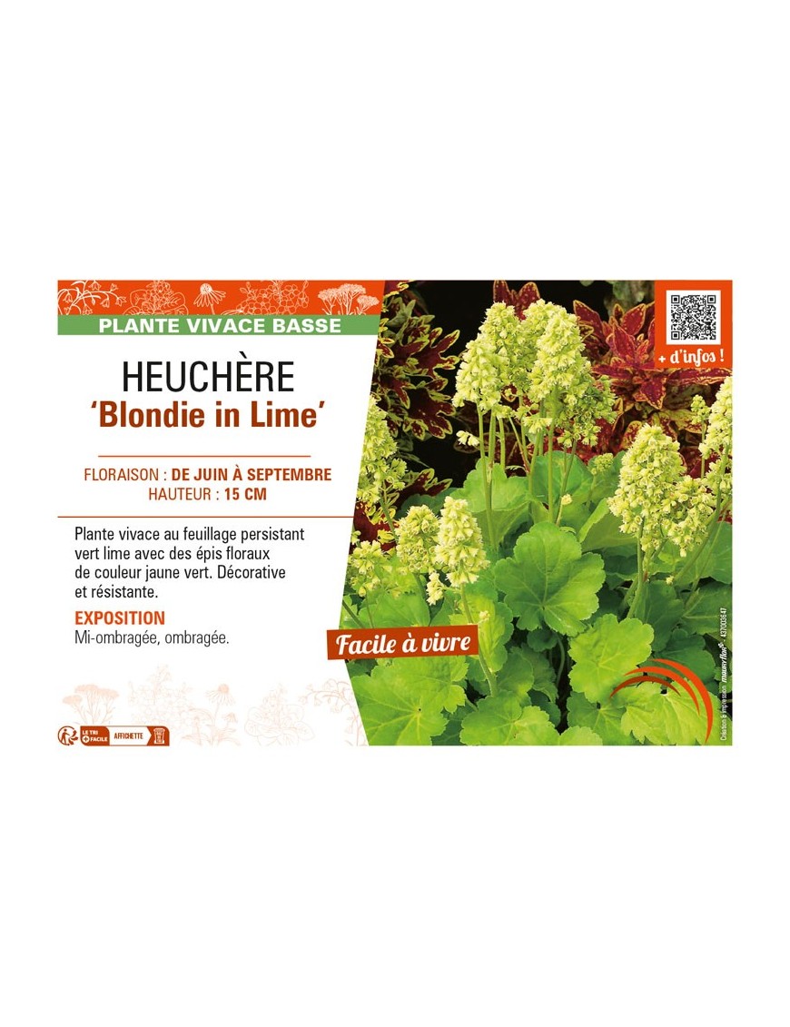 HEUCHERA (x hybrida) Blondie in Lime