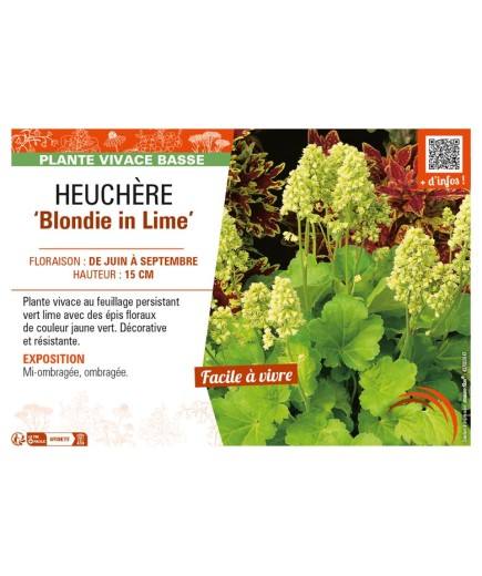 HEUCHERA (x hybrida) Blondie in Lime