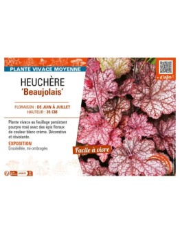 HEUCHERA Beaujolais