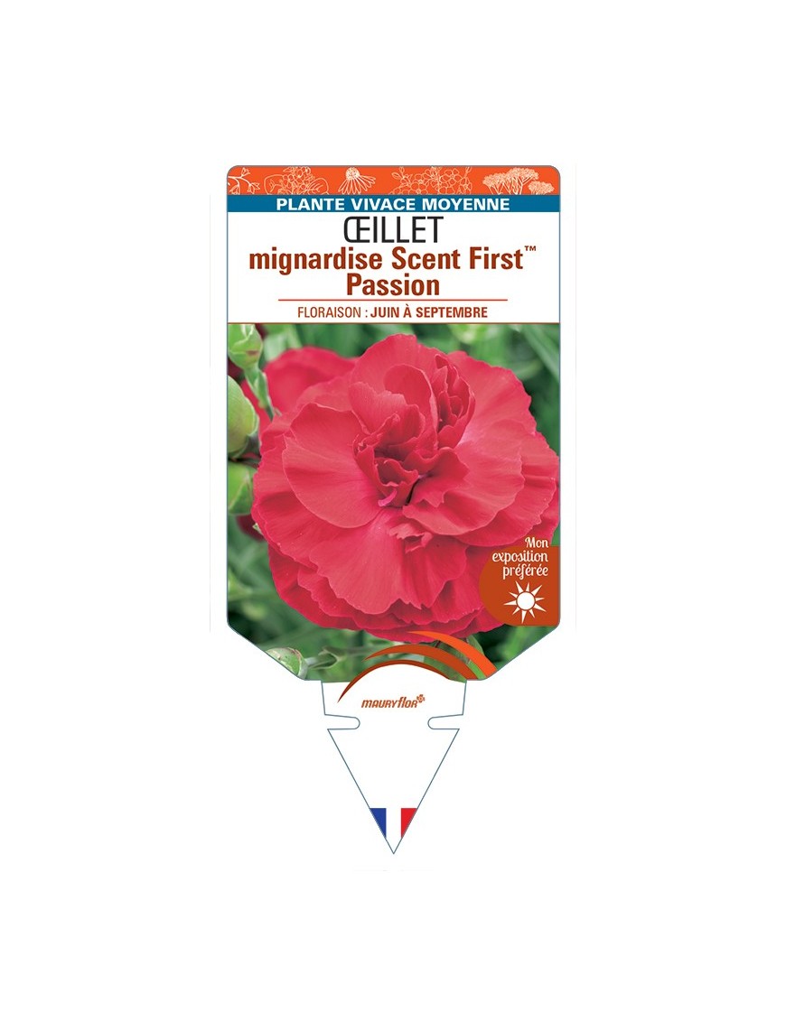 DIANTHUS plumarius Scent FirstTM Passion voir Œillet mignardise