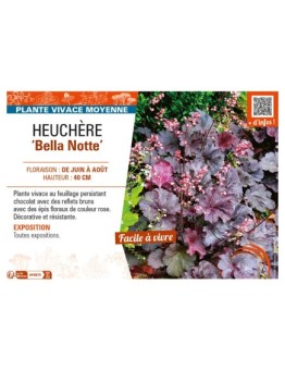 HEUCHERA Bella Notte