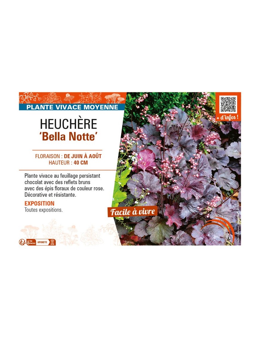 HEUCHERA Bella Notte