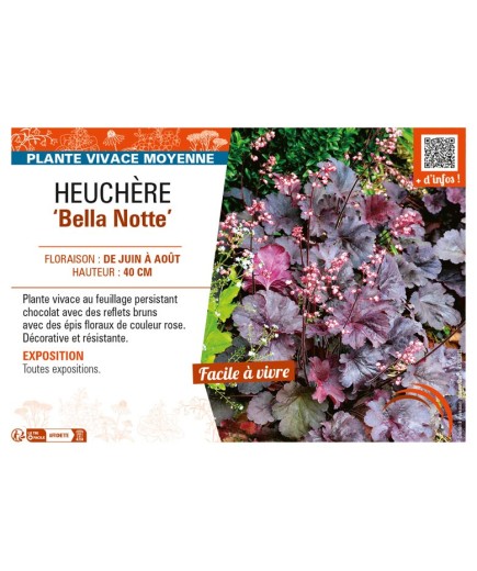 HEUCHERA Bella Notte