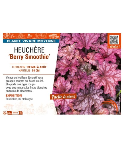 HEUCHERA Berry Smoothie