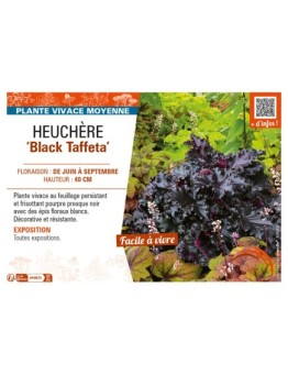 HEUCHERA Black Taffeta