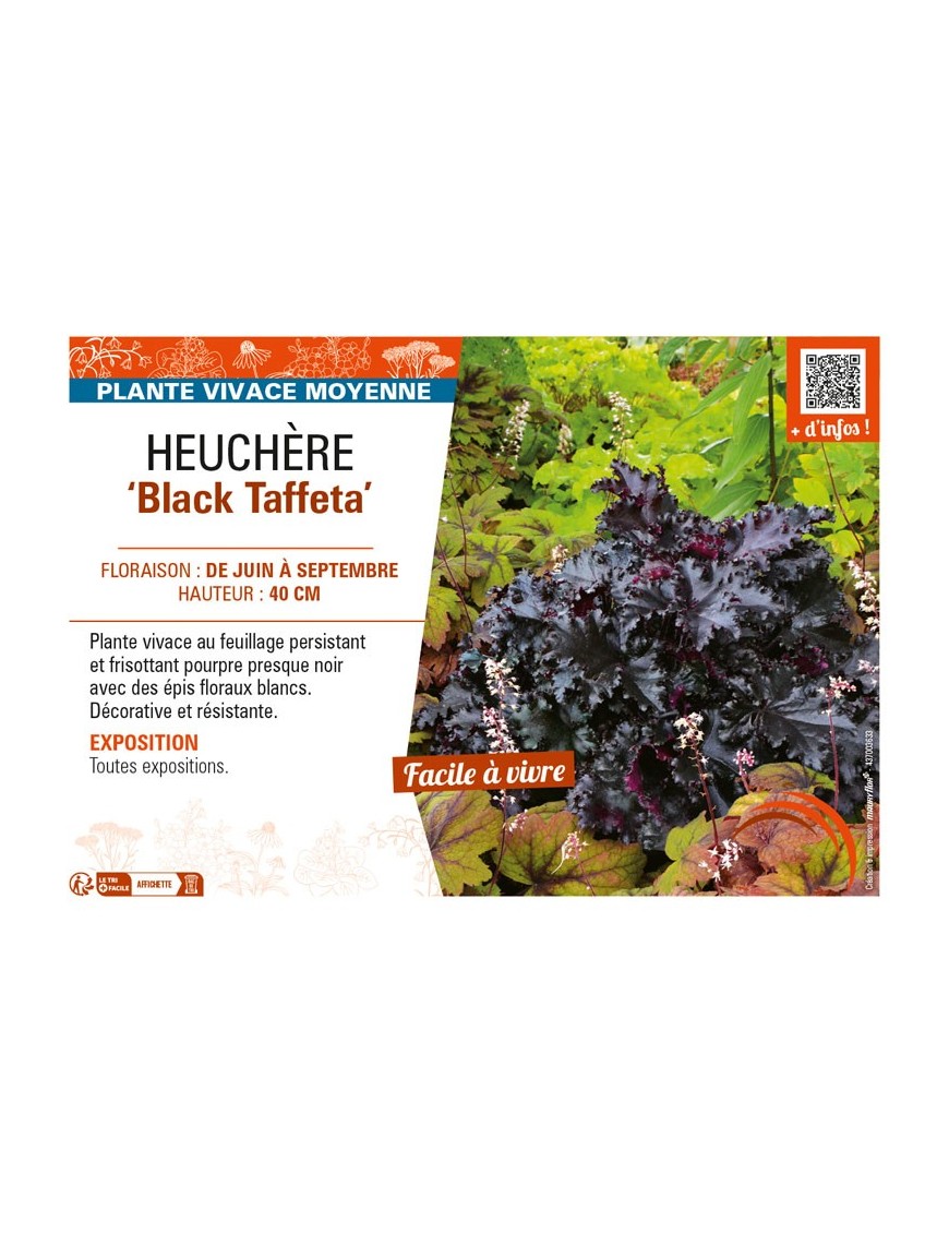 HEUCHERA Black Taffeta