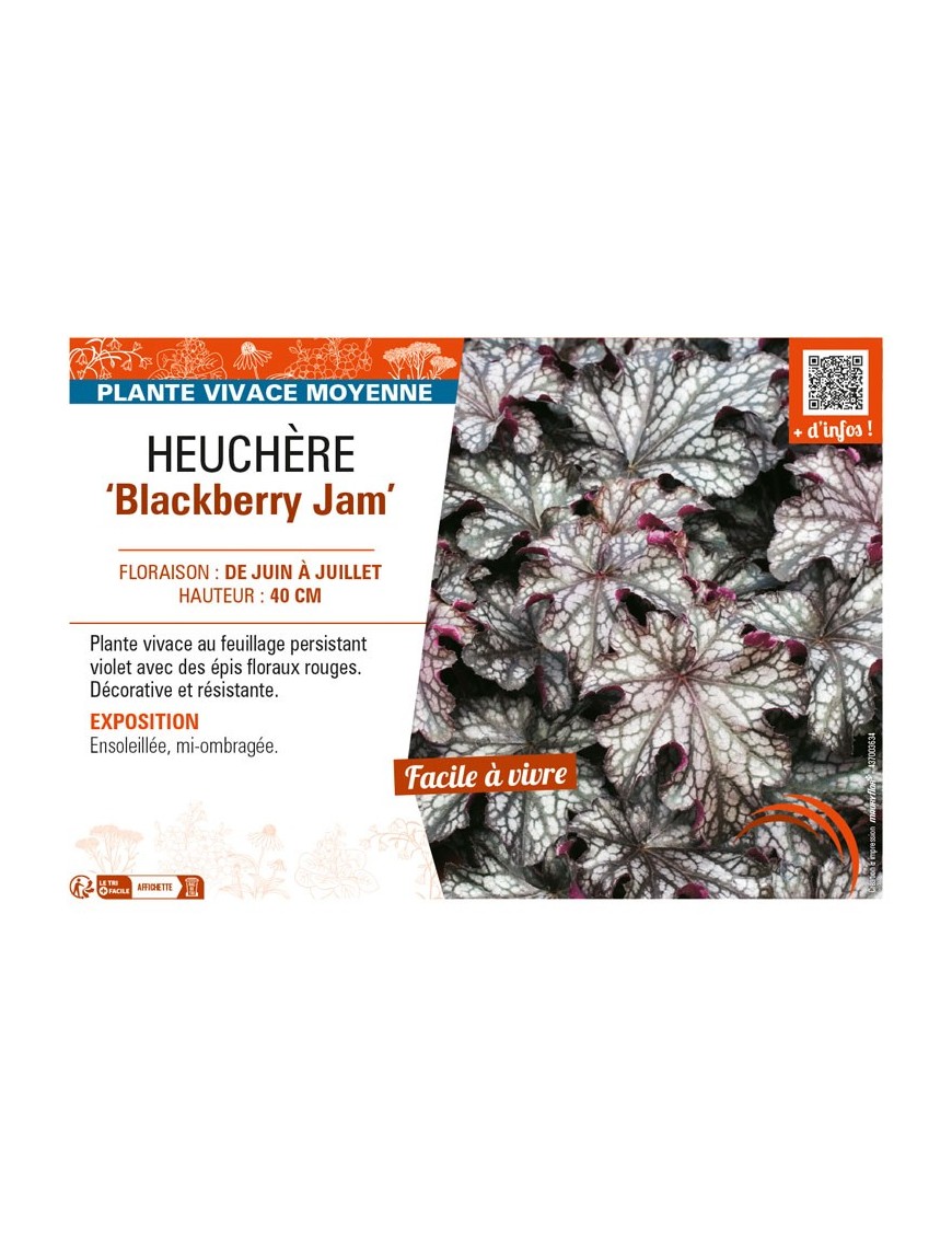 HEUCHERA Blackberry Jam