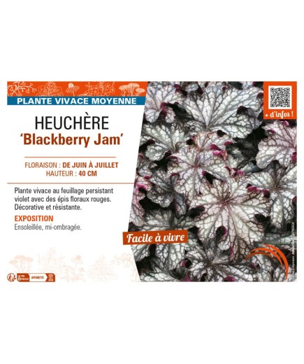 HEUCHERA Blackberry Jam