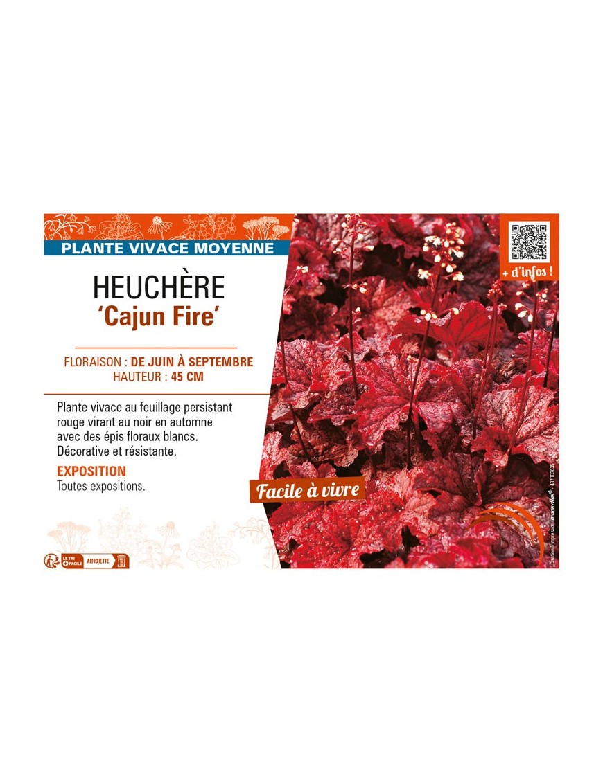 HEUCHERA Cajun Fire