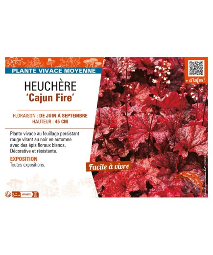 HEUCHERA Cajun Fire