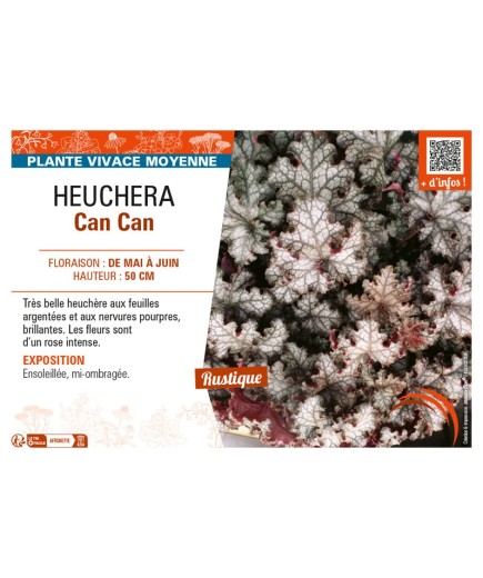 HEUCHERA CAN CAN