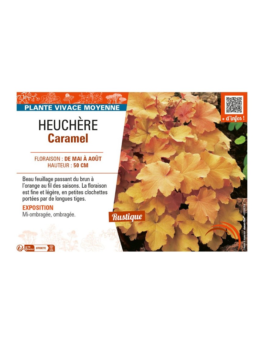 HEUCHERA CARAMEL