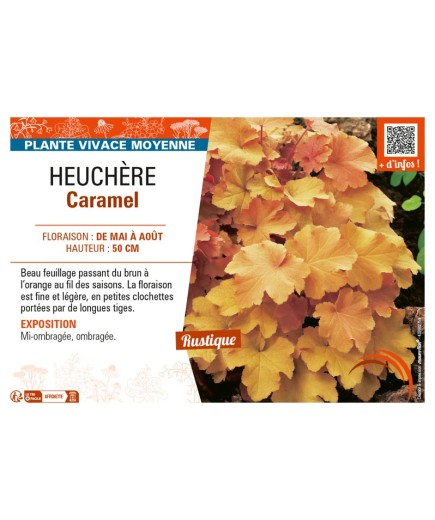 HEUCHERA CARAMEL