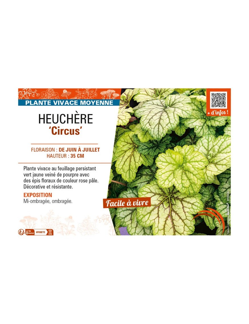 HEUCHERA Circus
