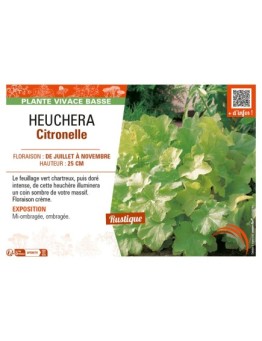 HEUCHERA CITRONNELLE