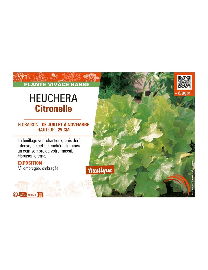 HEUCHERA CITRONNELLE