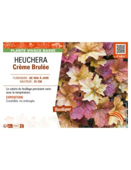 HEUCHERA CRÈME BRULÉE