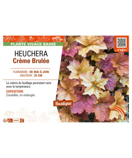 HEUCHERA CRÈME BRULÉE