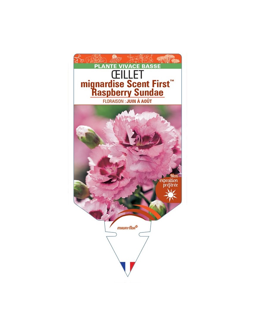DIANTHUS plumarius Scent FirstTM Raspberry Sundae voir Œillet mignardise