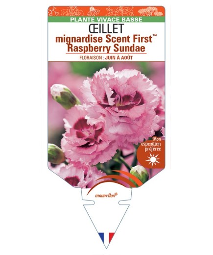 DIANTHUS plumarius Scent FirstTM Raspberry Sundae voir Œillet mignardise
