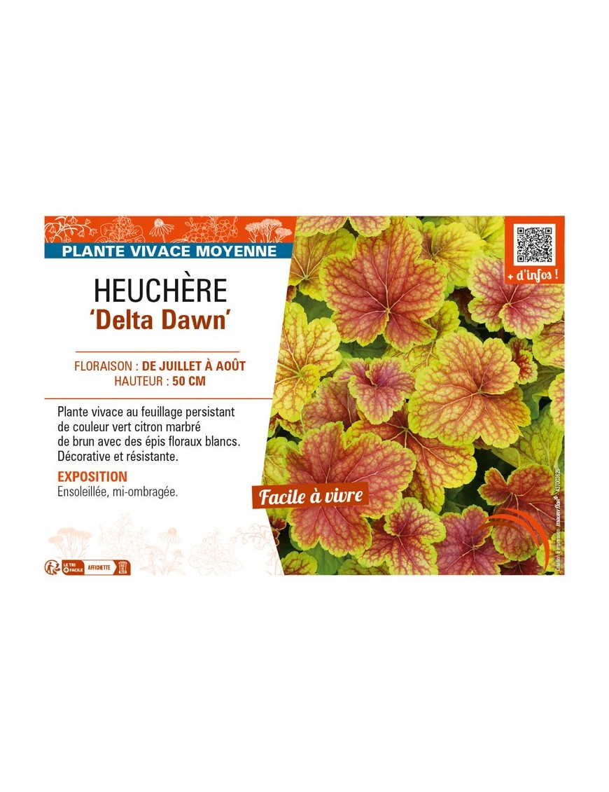 HEUCHERA Delta Dawn