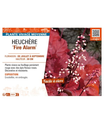 HEUCHERA Fire Alarm