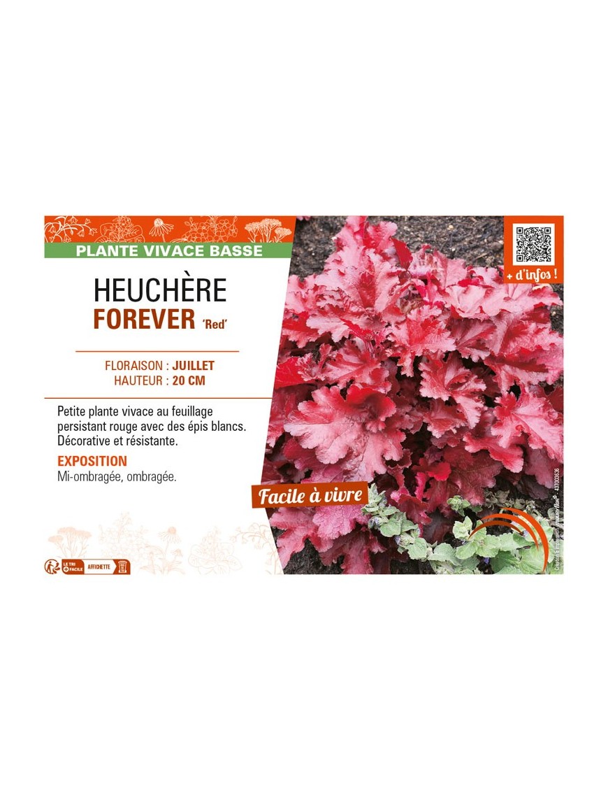HEUCHERA FOREVER 'Red