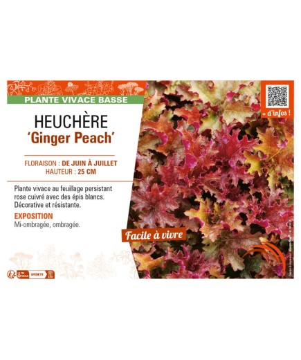 HEUCHERA Ginger Peach